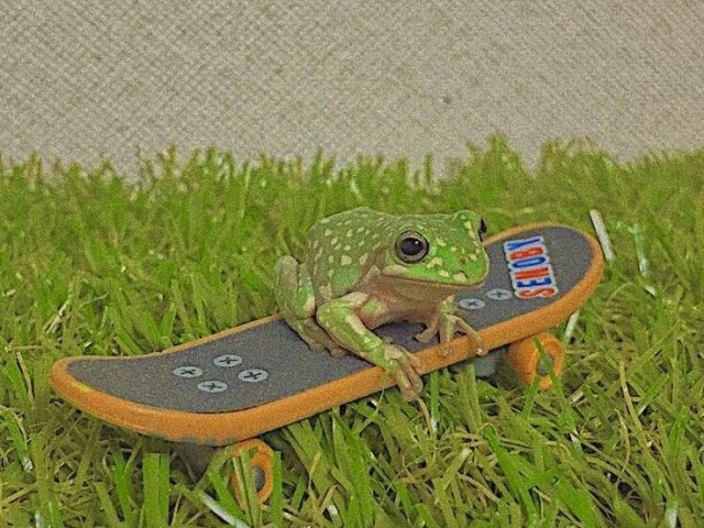 Sapo