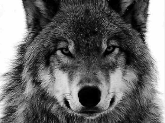 lobo