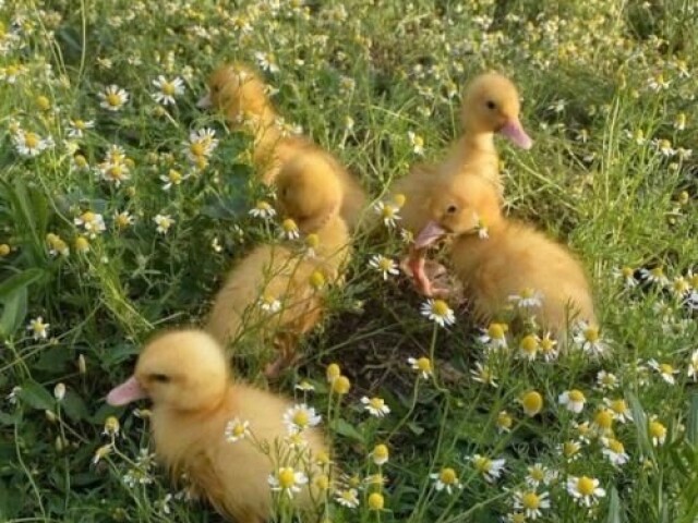 Patos porque eles voam nadam e andam isso indicam que são fortes!