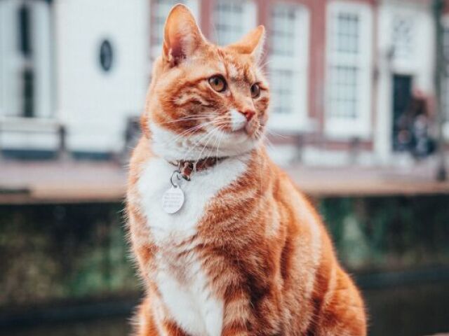 Gato