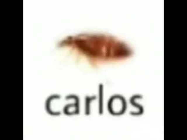 Carlos logicamente