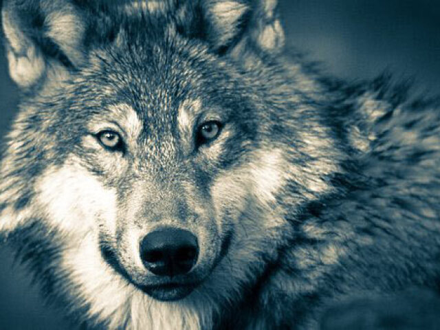 Lobo