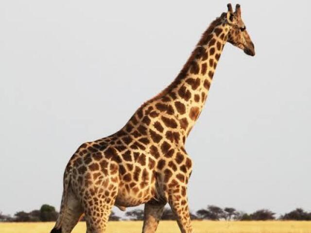 Girafa