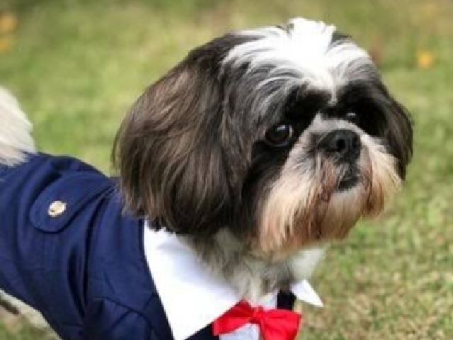 Scooby shih Tzu macho