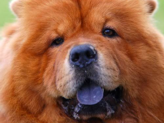 Chow-chow