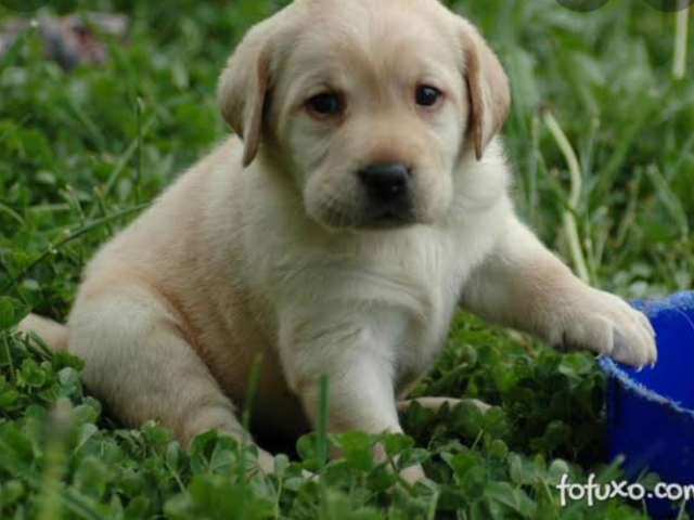 Cachorros