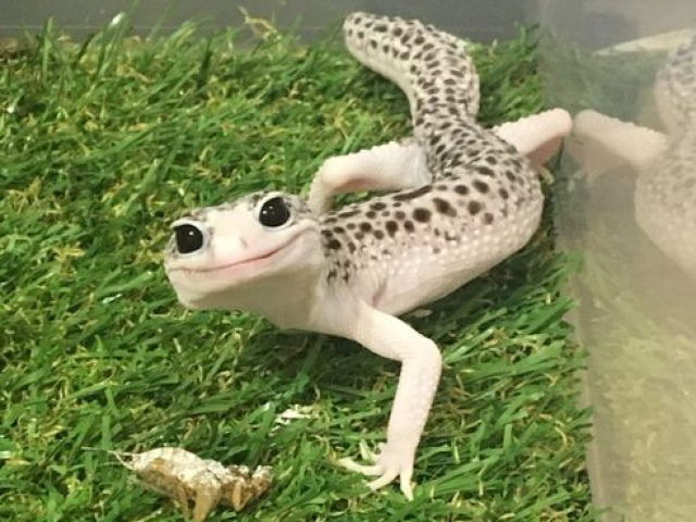 ๐ฆ: