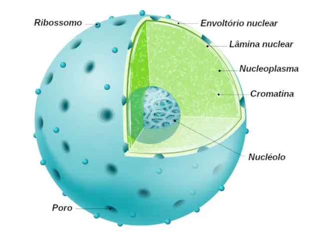 eucariontes (núcleo verdadeiro)