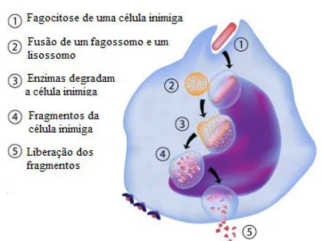 Fagocitose de agentes exógenos.