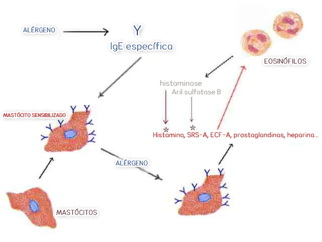 Processo alérgico.