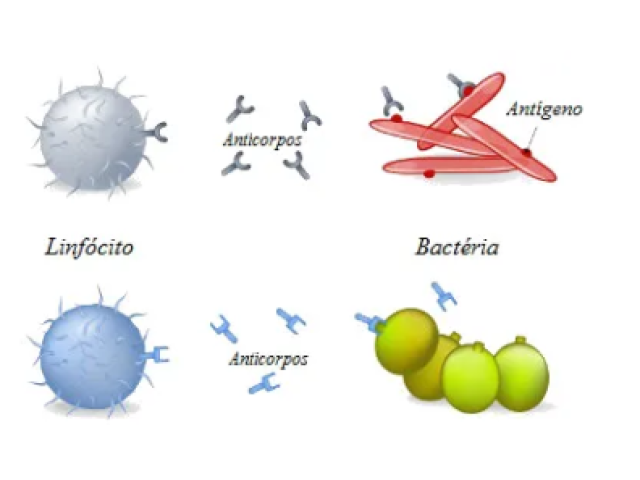 Produção de anticorpos.