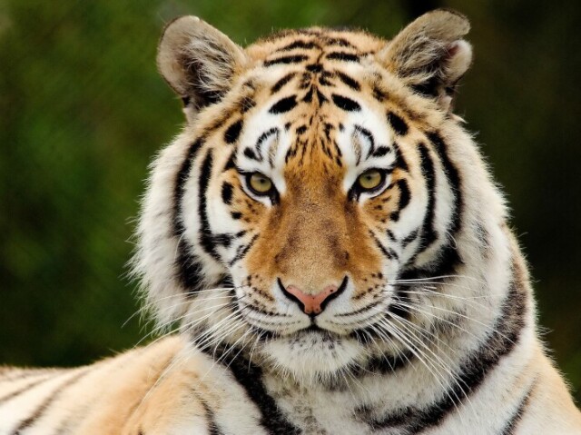 Tigre