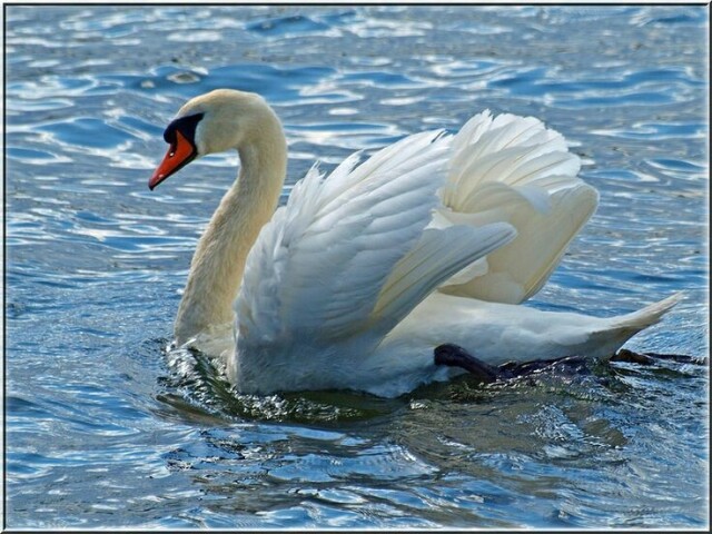 Cisne