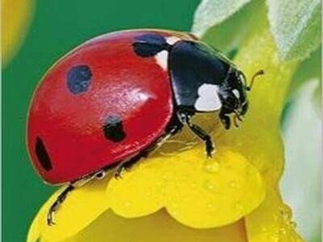 🐞❤