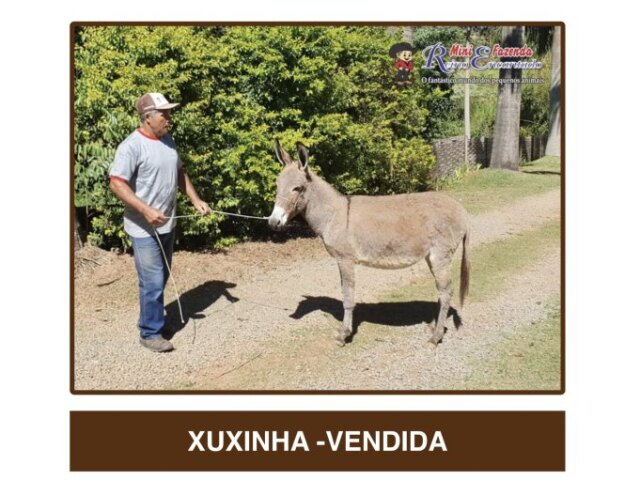 Xuxinha a mulinha