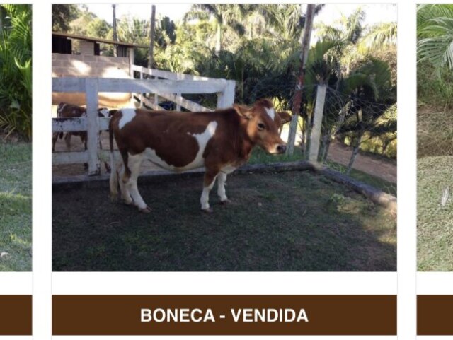 Boneca a Vaquinha