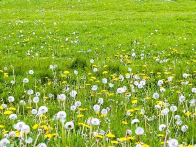 Passear pelo campo