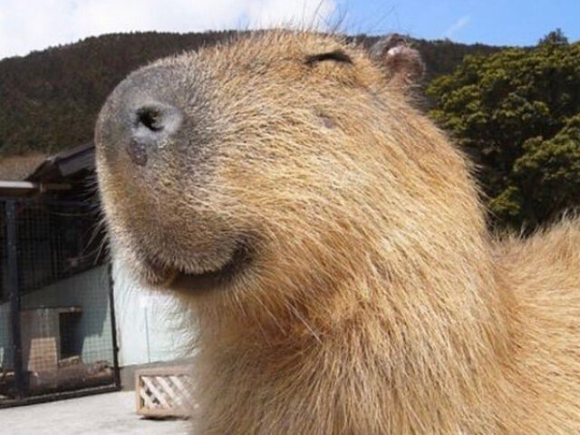 Capivara