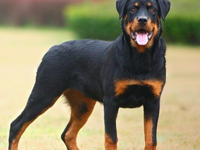 Rottweiler