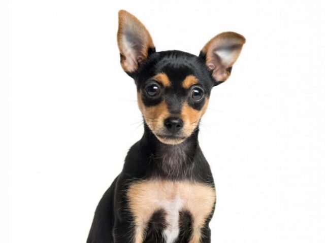 Pinscher