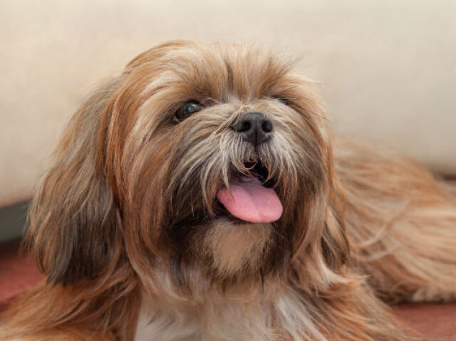 Lhasa Apso
