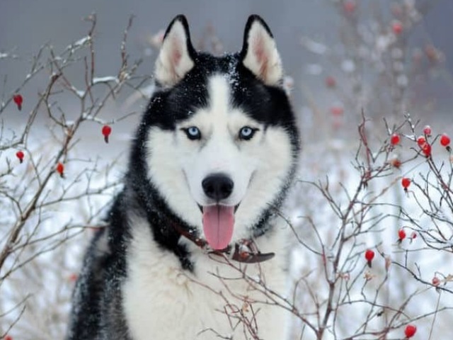 Husky Siberiano