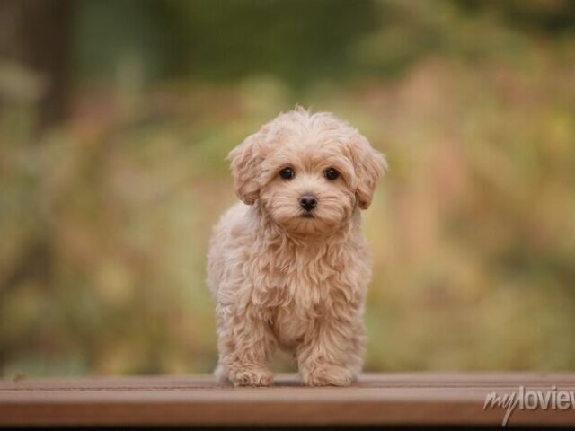 Maltipoo