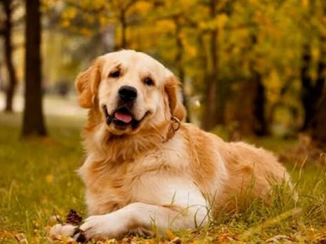Golden Retriever