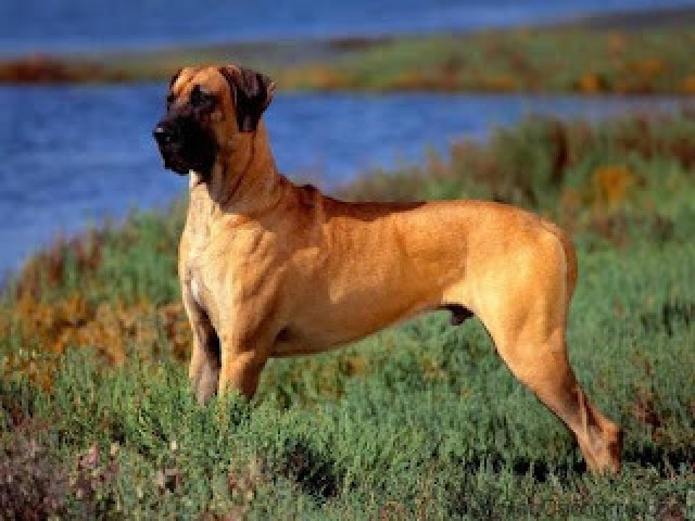 Dogue alemão