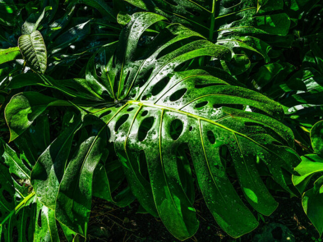 Respiração da Planta