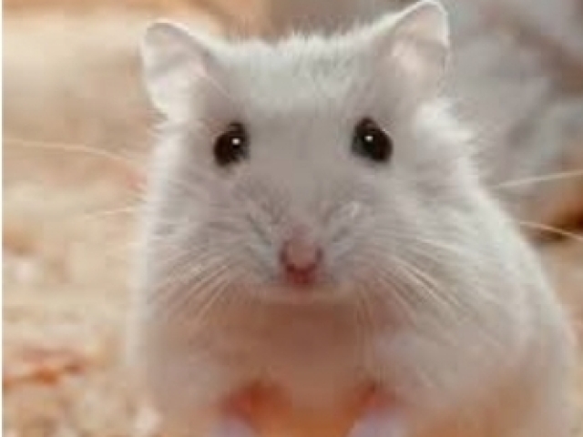 Hamster/Hamsters