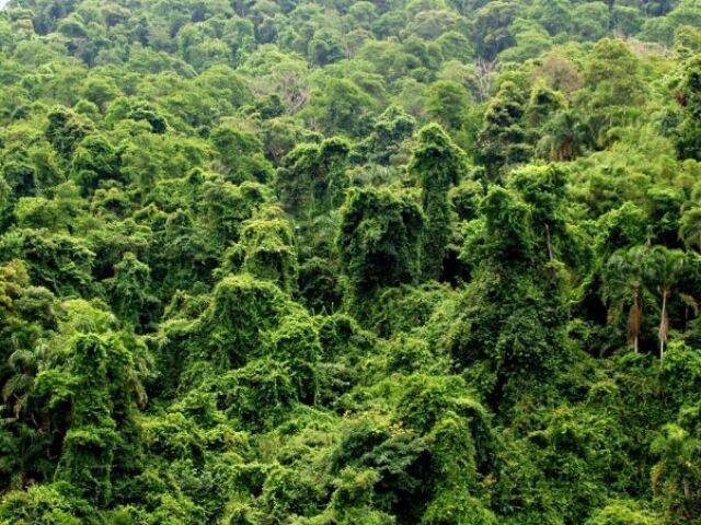 Ser convidado para uma selva