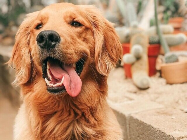 Golden Retriever