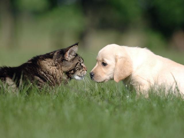 Você é mais gato ou cachorro?