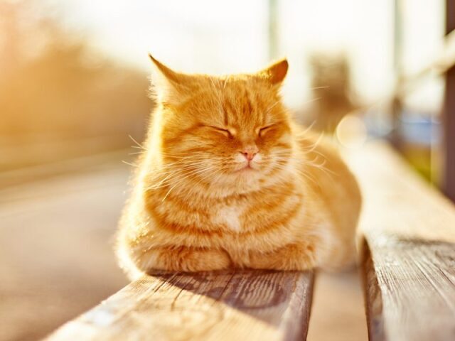 Gato.