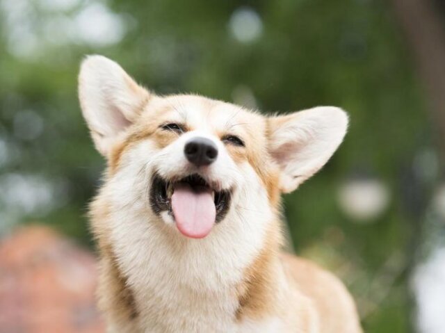 Cachorro.