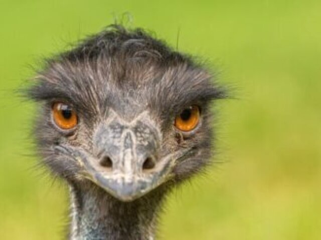 Emu