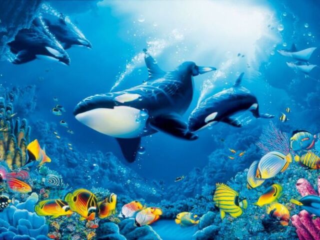 Qual animal marinho você é? 🐋🐬🐟🦈