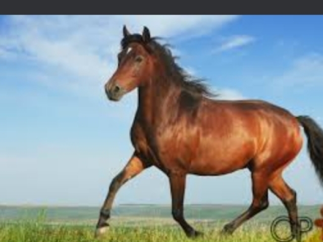 Teria velocidade igual um cavalo