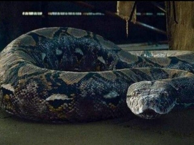 Nagini