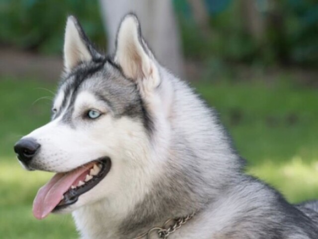 Husky Siberiano