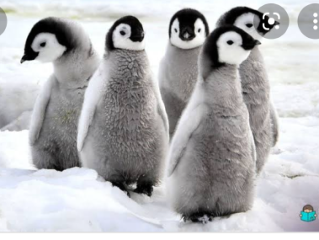 Pinguins