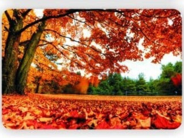 🍁Você é "Outono"🍁