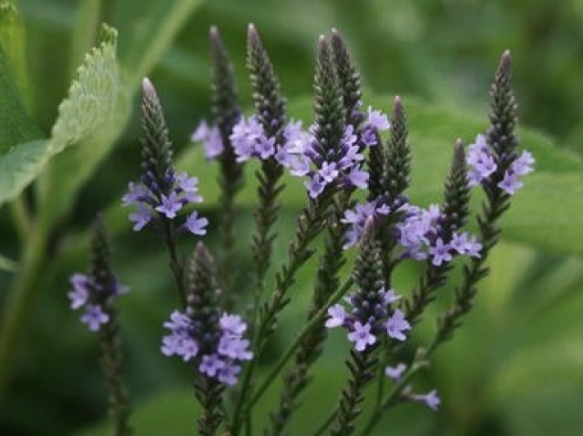 Verbena