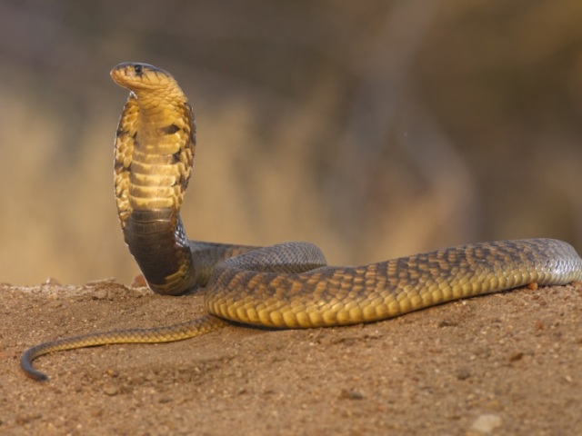 Cobra