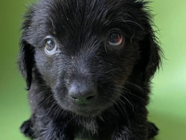 Peludinho