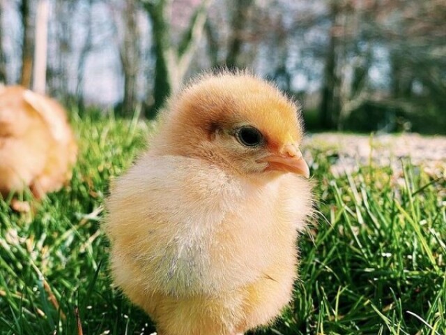 ✨🐥