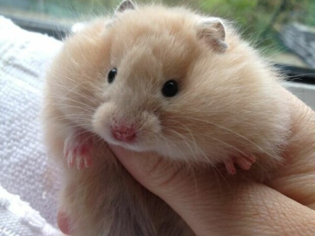 Hamster