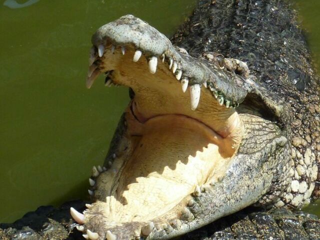 Crocodilo