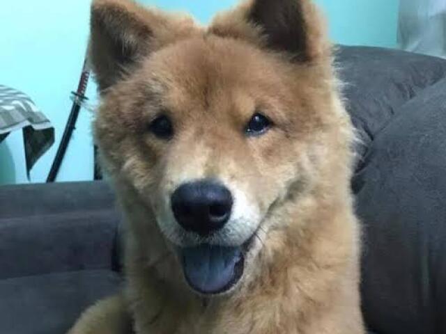 Chowchow